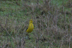 Engelse kwikstaart 1-Lauwersmeer 4-5-2012 b