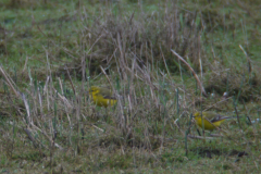 Engelse kwikstaart 2-Lauwersmeer 4-5-2012 b