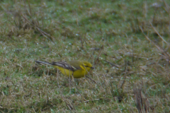 Engelse kwikstaart-Lauwersmeer 4-5-2012 a