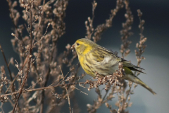 Europese kanarie-Drenthe 27-2-2013