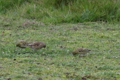 Europese kanarie en Kneu-Texel 9-10-2020