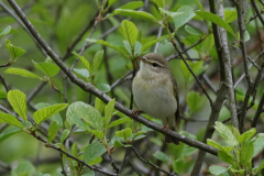 Fitis Drenthe 5-5-2019