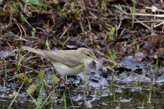 Fitis-Hortus Haren 11-4-2010