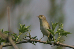 Fitis-Lauwersmeer 3-5-2008