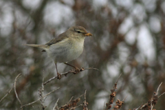 Fitis-Terschelling 2-6-2014