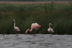 Flamingo 1 Dannemeer 26-5 2019