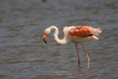 Flamingo 1-Lauwersmeer 7-6-2015 b