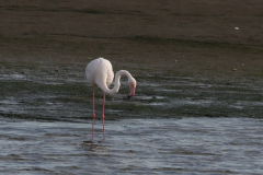 Flamingo 1 Texel 3-10-2019