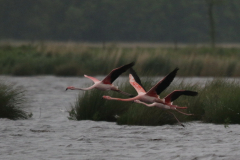 Flamingo 2 Dannemeer 26-5 2019