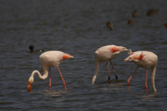 Flamingo 2-Lauwersmeer 7-6-2015 b