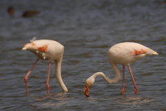 Flamingo 3-Lauwersmeer 7-6-2015 b