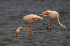 Flamingo 4-Lauwersmeer 7-6-2015 b