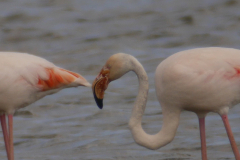 Flamingo 5-Lauwersmeer 7-6-2015 b