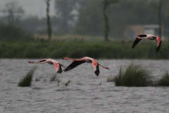 Flamingo Dannemeer 26-5 2019