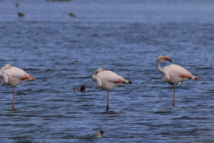 Flamingo-Lauwersmeer 7-6-2015 b