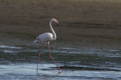 Flamingo Texel 3-10-2019