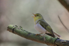 Fluiter-Drenthe 27-5-2013 a