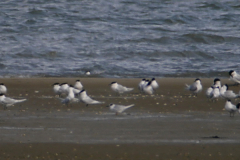 Forsters stern 1-Texel 17-4-2016 a