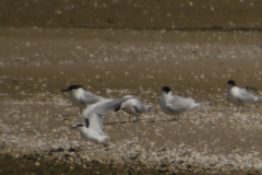 Forsters stern-Texel 17-4-2016 a