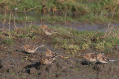 Frater 1-Groningen-kust 16-11-2008 b