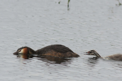 Fuut , adult en juv. 1-Zuidlaardermeergebied 3-6-2012