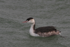 Fuut-Eemshaven11-1-2015