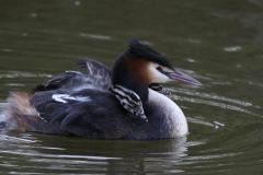 Fuut, adult en juv. -Groningen-stad 21-4-2019