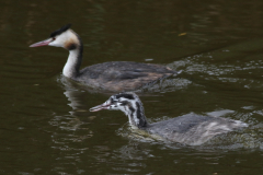 Fuut, adult  en juv.  Texel 8-10-2020 b