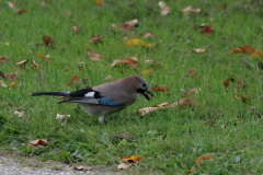 Gaai 1-Hortus Haren 21-9-2009