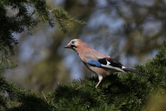 Gaai-Hortus Haren 10-4-2011