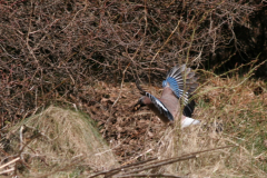 Gaai-Hortus Haren 23-3-2010 b