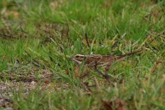 Geelbrauwgors, 1e kj, ♂ 3-Drenthe 22-10-2022