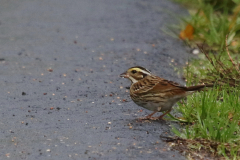 Geelbrauwgors, 1e kj, ♂ -Drenthe 22-10-2022