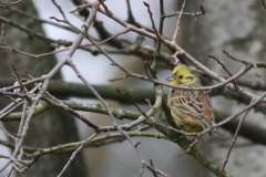 Geelgors, ♂ -Drenthe 16-3-2011 b