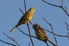 Geelgors-Drenthe 2-1-2011