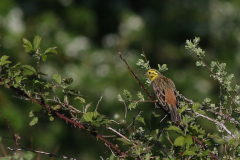 Geelgors, ♂ -Drenthe 31-5-2021