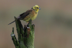 Geelgors, ♂ -Friesland 5-6-2011