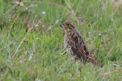 Geelgors juv. -Drenthe 15-6-2011