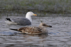 Geelpootmeeuw, 2e kj. 2 Drenthe 6-2-2023