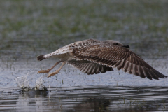 Geelpootmeeuw, 2e kj. 3 Drenthe 6-2-2023