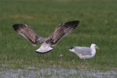 Geelpootmeeuw, 2e kj. 4 Drenthe 6-2-2023