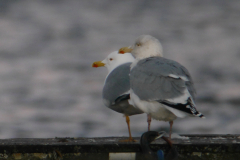 Zilvermeeuw en Geelpootmeeuw, adult  1-Groningen-stad 7-1-2018