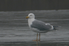 Geelpootmeeuw adult-Gelderland 25-1-2017 b