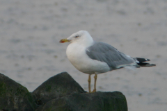 Geelpootmeeuw adult-Groningen-kust 6-8-2016 b