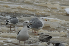 Geelpootmeeuw adult-Groningen-stad 3-2-2012