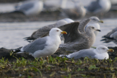 Geelpootmeeuw, adult en Zilvermeeuw 1  Drenthe 29-12-2023