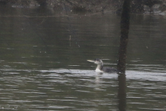 Geelsnavelduiker 1-ZuidHolland 23-1-2022