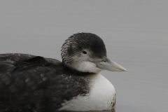 Geelsnavelduiker 2-ZuidHolland 23-1-2022