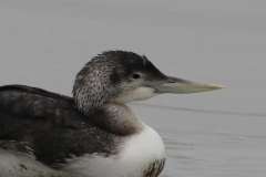 Geelsnavelduiker 3-ZuidHolland 23-1-2022