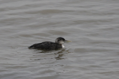 Geelsnavelduiker 4-ZuidHolland 23-1-2022